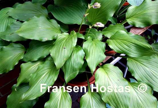 Hosta Red Salamander